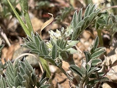 Biserrula epiglottis