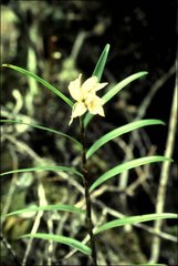 Rhododendron retivenium