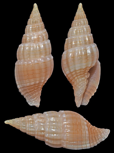Vexillum aureolineatum in life