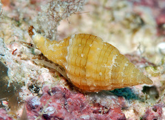 Vexillum aureolineatum