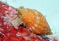 Vexillum aureolineatum