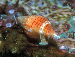 Vexillum aureolineatum