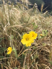 Mentzelia gracilenta