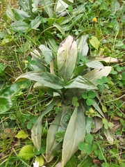 Himantoglossum robertianum