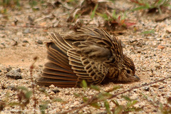 Mirafra erythroptera