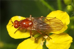 Suillia convergens