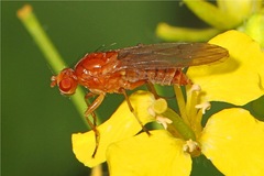Suillia convergens