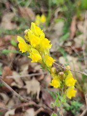Linaria supina