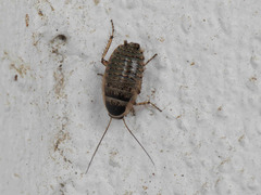 Phyllodromica subaptera