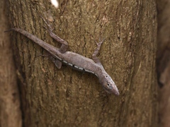 Anolis scriptus