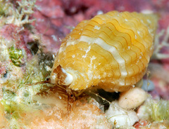 Vexillum aureolineatum