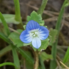 Veronica persica