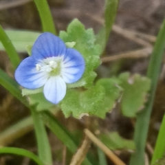 Veronica persica
