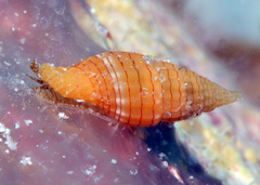 Vexillum aureolineatum