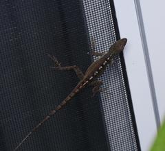 Anolis scriptus