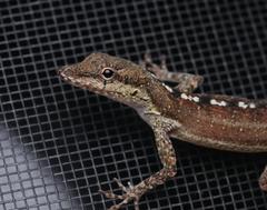 Anolis scriptus