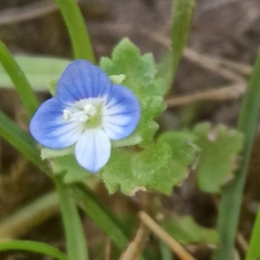 Veronica persica