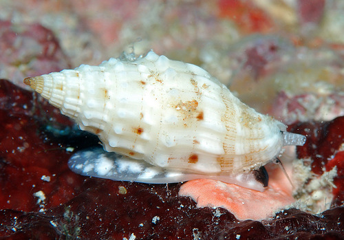 Vexillum coronatum