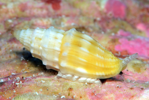 Vexillum coronatum observed 2012-08-06