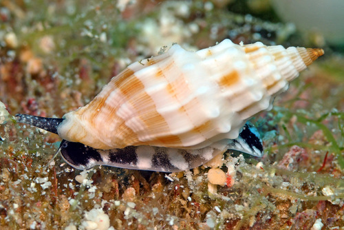 Vexillum coronatum observed 2016-12-27