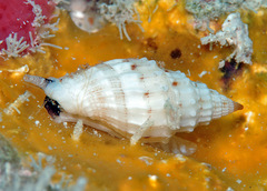 Vexillum coronatum