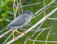 Butorides striata sundevalli