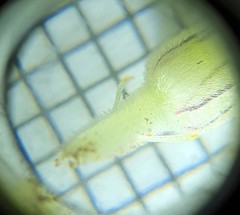 Oxalis foveolata