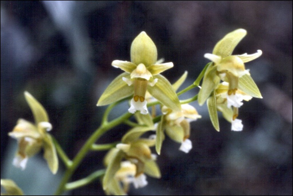 Chelonistele lurida