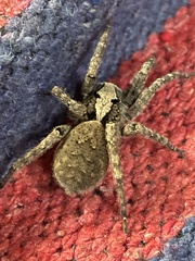 Lycosoidea
