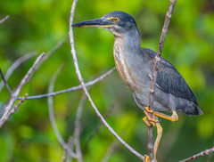 Butorides striata sundevalli