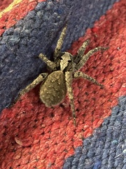 Lycosoidea