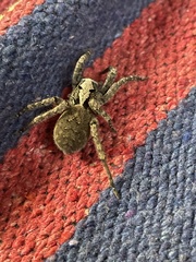 Lycosoidea