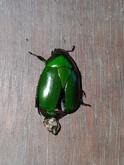 Pseudomacraspis affinis