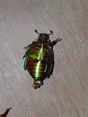 Pseudomacraspis affinis