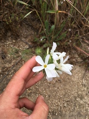 Leptosiphon grandiflorus