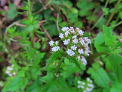 Valeriana flaccidissima