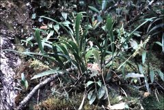 Nabaluia angustifolia