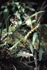 Nabaluia angustifolia