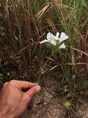 Leptosiphon grandiflorus