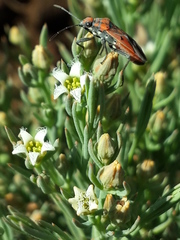 Haemobaphus concinnus