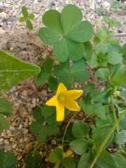 Oxalis corniculata