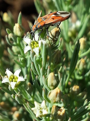 Haemobaphus concinnus