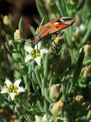 Haemobaphus concinnus