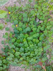 Oxalis corniculata