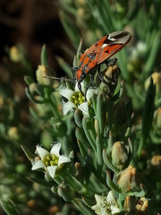 Haemobaphus concinnus