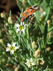 Haemobaphus concinnus