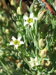 Haemobaphus concinnus