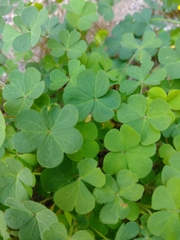 Oxalis corniculata