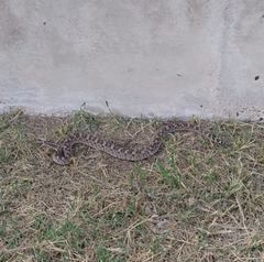 Bothrops ammodytoides