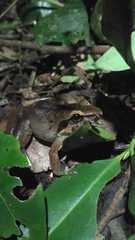 Limnonectes paramacrodon